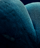 Tête de lit Bleu Paola Guigou Cacteros I